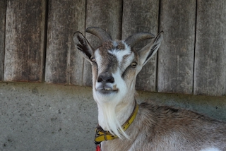 ヤギの微笑み