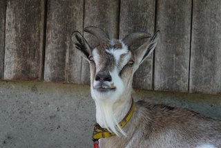 ヤギの微笑み